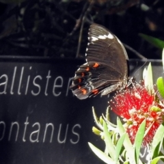 Papilio aegeus (Orchard Swallowtail, Large Citrus Butterfly) at Acton, ACT - 16 Feb 2018 by RodDeb