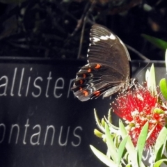 Papilio aegeus (Orchard Swallowtail, Large Citrus Butterfly) at Acton, ACT - 15 Feb 2018 by RodDeb