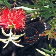 Papilio aegeus at Acton, ACT - 16 Feb 2018