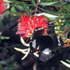 Papilio aegeus at Acton, ACT - 16 Feb 2018