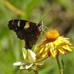 Vanessa itea at Acton, ACT - 16 Feb 2018 11:56 AM