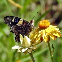 Vanessa itea at Acton, ACT - 16 Feb 2018 11:56 AM