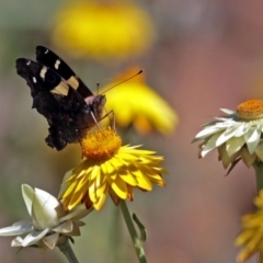 Vanessa itea at Acton, ACT - 16 Feb 2018 11:56 AM