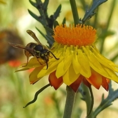 Vespula germanica (European wasp) at Acton, ACT - 16 Feb 2018 by RodDeb