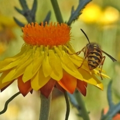 Vespula germanica at Acton, ACT - 16 Feb 2018 11:38 AM