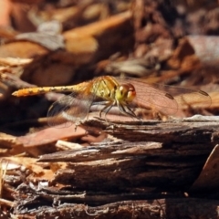 Diplacodes bipunctata (Wandering Percher) at ANBG - 16 Feb 2018 by RodDeb