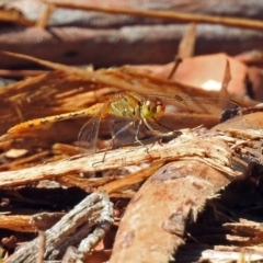 Diplacodes bipunctata at Acton, ACT - 16 Feb 2018 11:08 AM