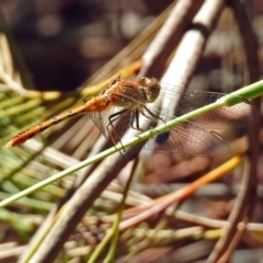 Diplacodes bipunctata at Acton, ACT - 16 Feb 2018 11:08 AM