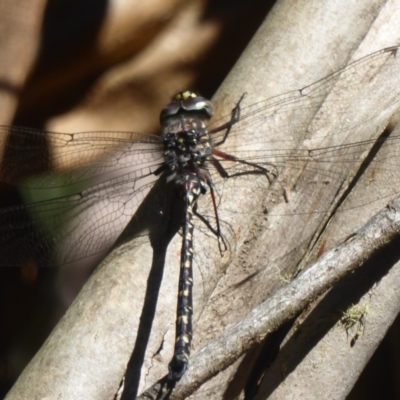 Austroaeschna multipunctata (Multi-spotted Darner) at Cotter River, ACT - 12 Feb 2018 by Christine