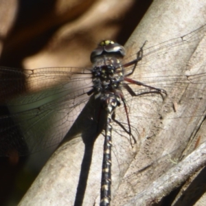 Austroaeschna multipunctata at Cotter River, ACT - 12 Feb 2018