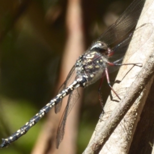 Austroaeschna multipunctata at Cotter River, ACT - 12 Feb 2018