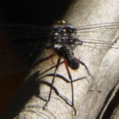 Austroaeschna multipunctata at Cotter River, ACT - 12 Feb 2018