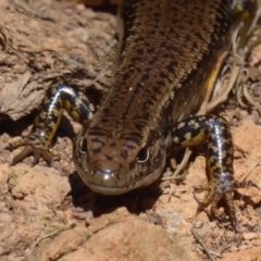 Eulamprus heatwolei (Yellow-bellied Water Skink) at Cotter River, ACT - 11 Feb 2018 by Christine