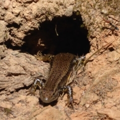 Eulamprus heatwolei at Cotter River, ACT - 12 Feb 2018 10:11 AM