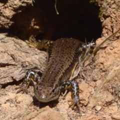 Eulamprus heatwolei at Cotter River, ACT - 12 Feb 2018 10:11 AM