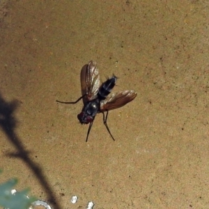 Tachinidae (family) at Acton, ACT - 16 Feb 2018