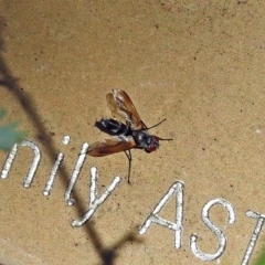 Tachinidae (family) at Acton, ACT - 16 Feb 2018