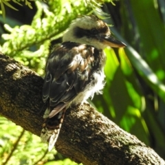 Dacelo novaeguineae (Laughing Kookaburra) at Acton, ACT - 15 Feb 2018 by RodDeb