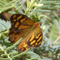 Heteronympha banksii (Banks' Brown) at Uriarra Village, ACT - 11 Feb 2018 by Christine