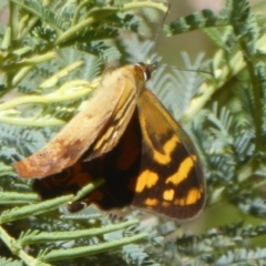 Heteronympha banksii at Uriarra Village, ACT - 12 Feb 2018