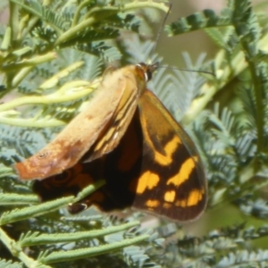 Heteronympha banksii at Uriarra Village, ACT - 12 Feb 2018