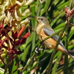 Acanthorhynchus tenuirostris (Eastern Spinebill) at ANBG - 15 Feb 2018 by RodDeb