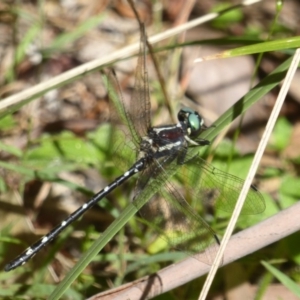 Eusynthemis guttata at Cotter River, ACT - 12 Feb 2018