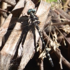 Eusynthemis guttata at Cotter River, ACT - 12 Feb 2018