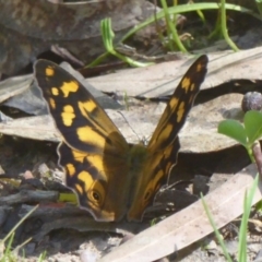 Heteronympha banksii (Banks' Brown) at Uriarra Village, ACT - 11 Feb 2018 by Christine