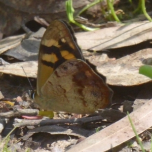 Heteronympha banksii at Uriarra Village, ACT - 12 Feb 2018