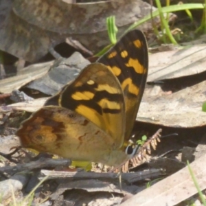 Heteronympha banksii at Uriarra Village, ACT - 12 Feb 2018