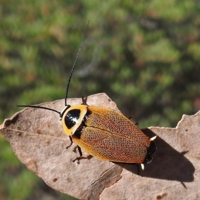 Ellipsidion australe (Austral Ellipsidion cockroach) at ANBG - 15 Feb 2018 by RodDeb