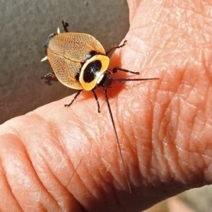 Ellipsidion australe at Acton, ACT - 16 Feb 2018