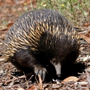 Tachyglossus aculeatus at Acton, ACT - 16 Feb 2018 11:46 AM