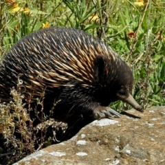 Tachyglossus aculeatus at Acton, ACT - 16 Feb 2018 11:46 AM