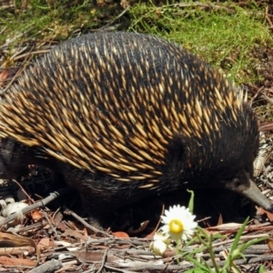 Tachyglossus aculeatus at Acton, ACT - 16 Feb 2018