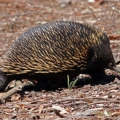 Tachyglossus aculeatus at Acton, ACT - 16 Feb 2018 11:46 AM