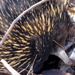 Tachyglossus aculeatus at Acton, ACT - 16 Feb 2018 11:46 AM