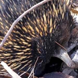 Tachyglossus aculeatus at Acton, ACT - 16 Feb 2018 11:46 AM