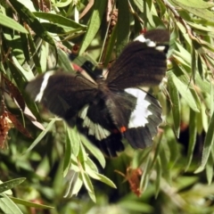 Papilio aegeus at Macarthur, ACT - 17 Feb 2018