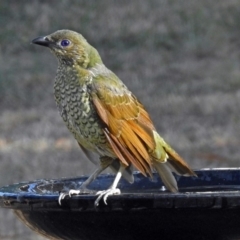 Ptilonorhynchus violaceus (Satin Bowerbird) at Macarthur, ACT - 17 Feb 2018 by RodDeb