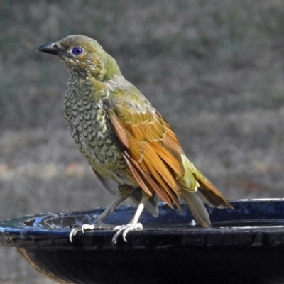 Ptilonorhynchus violaceus (Satin Bowerbird) at Macarthur, ACT - 16 Feb 2018 by RodDeb