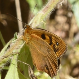 Heteronympha penelope at Cotter River, ACT - 12 Feb 2018