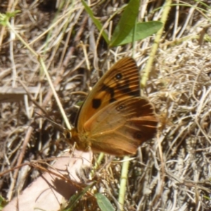 Heteronympha penelope at Cotter River, ACT - 12 Feb 2018