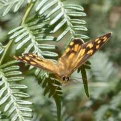 Heteronympha paradelpha (Spotted Brown) at Cotter River, ACT - 12 Feb 2018 by Christine