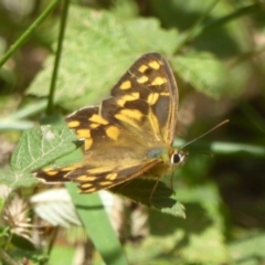 Heteronympha paradelpha at Cotter River, ACT - 12 Feb 2018