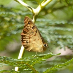 Heteronympha penelope at Cotter River, ACT - 12 Feb 2018 12:00 PM