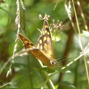 Heteronympha paradelpha at Cotter River, ACT - 12 Feb 2018 12:12 PM