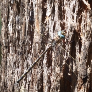 Austroaeschna multipunctata at Cotter River, ACT - 12 Feb 2018 01:31 PM