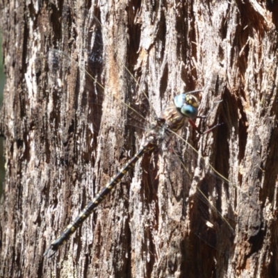 Austroaeschna multipunctata (Multi-spotted Darner) at Cotter River, ACT - 12 Feb 2018 by Christine